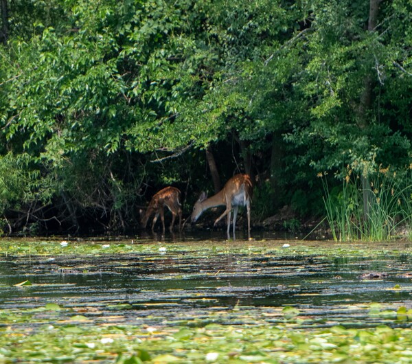 DNR Reports Washtenaw County’s First CWD-Positive Wild Deer