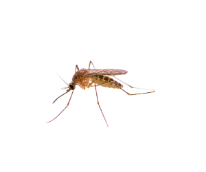 Oakland County Health:  Three Birds Test Positive for West Nile Virus