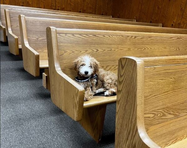 Therapy Dogs To Visit Cleary University During Final Exam Week