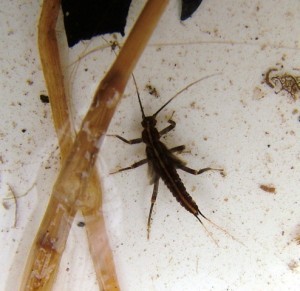 Volunteers Needed For Winter Stonefly Search