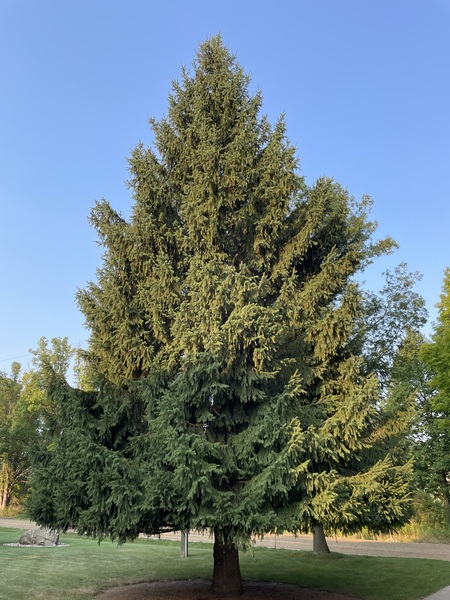 Eagle Spruce Becomes State Of Michigan's 38th Christmas Tree