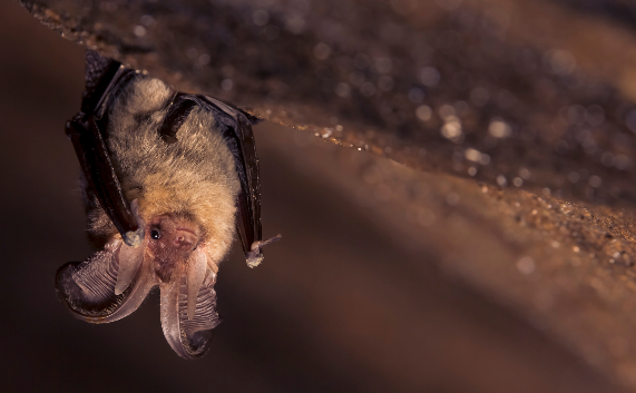 Rabid Bat Recognized In Livingston County