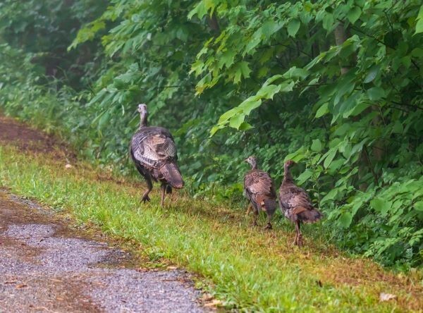 Submit Wild Turkey Brood Sightings To MDNR