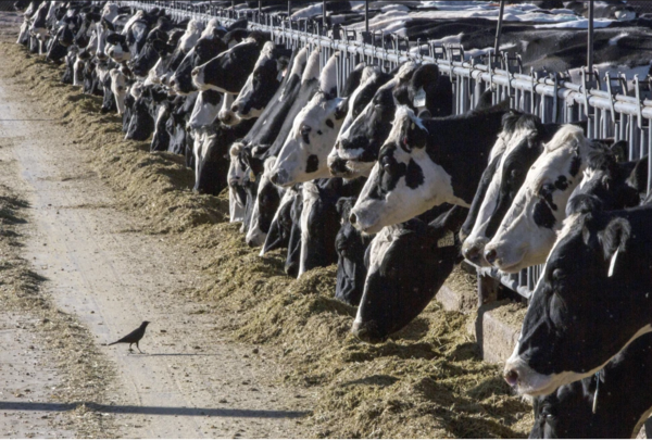 MSU Researchers to Study Avian Flu in Dairy Cattle, Prevention